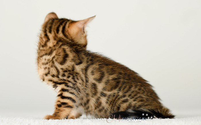 Bengal kitten for sale